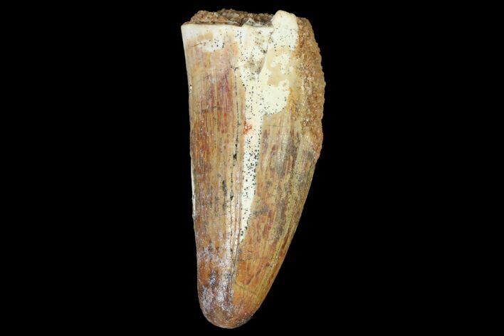 Fossil Crocodile (Elosuchus) Tooth - Morocco #81031